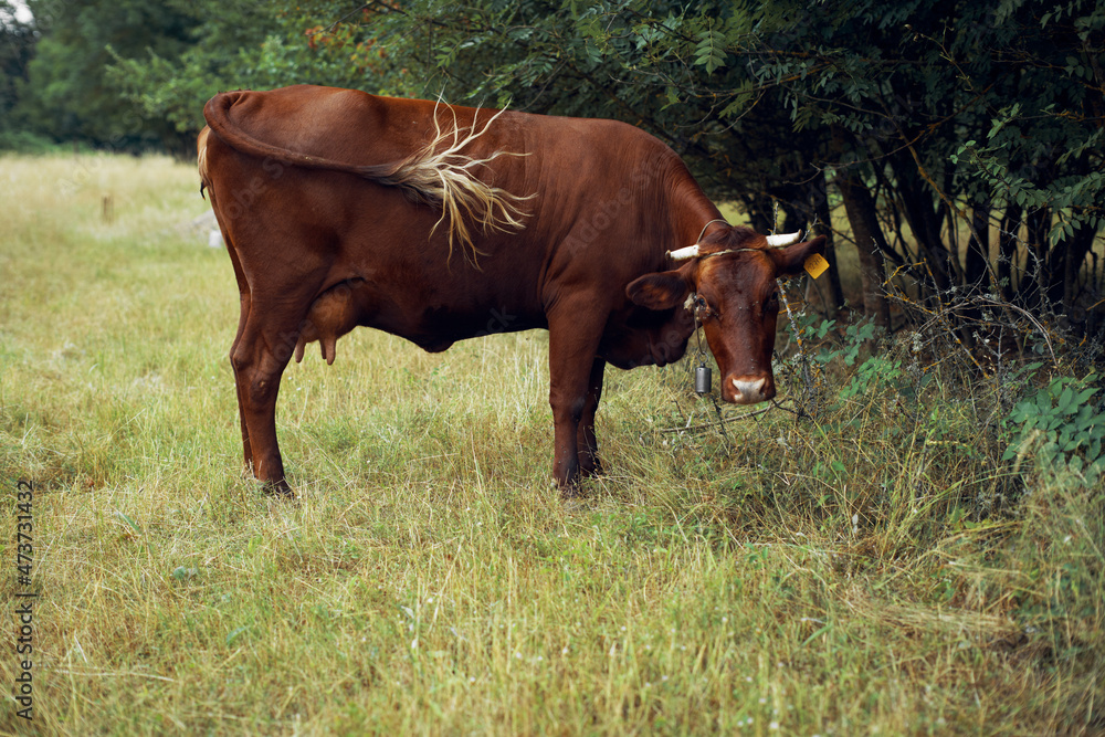 cow eating grass agriculture nature farm agriculture cow eating grass agriculture nature farm agriculture
