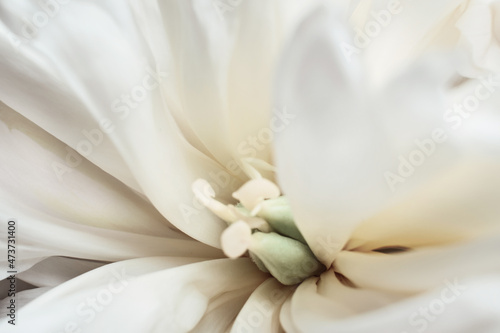 Beautiful white peony flower close-up. Floral macro background