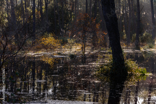 Reflection of sunlight in a swampy area  in the middle of the forest  you can see the dark water inside the swamp  the trees  the undergrowth and in the fodo between the undergrowth and the bushes the