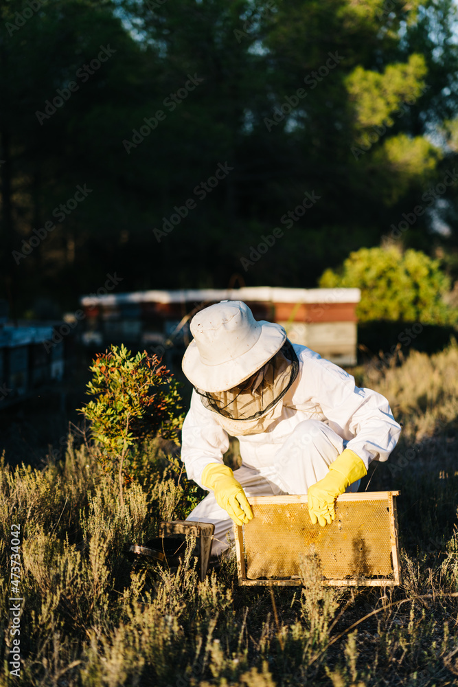 Anonymous beekeeper working on apiary Anonymous beekeeper working on apiary