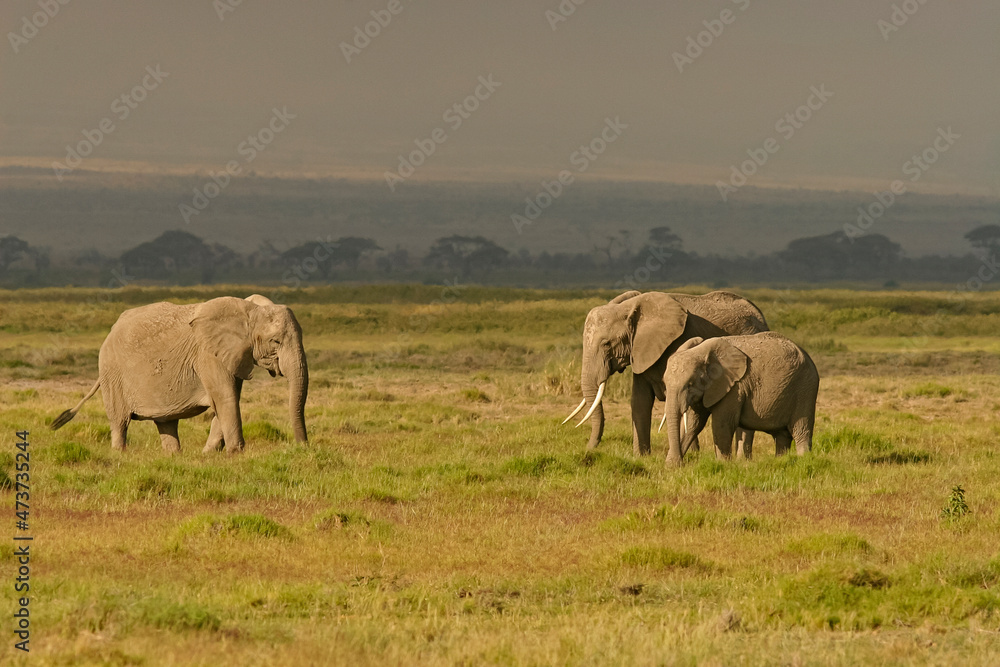 Eléphants Loxodonta africana au Kenya