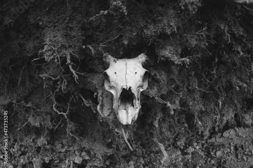Skull appearing beneath earth in forest photo