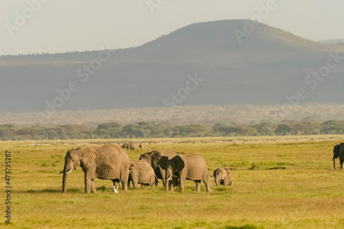 Famille Eléphants éléphanteaux Loxodonta africana au Kenya © Andre