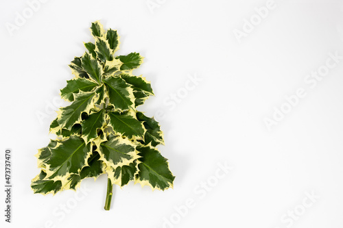 Christmas Tree with Christmas Holly isolated on white background
