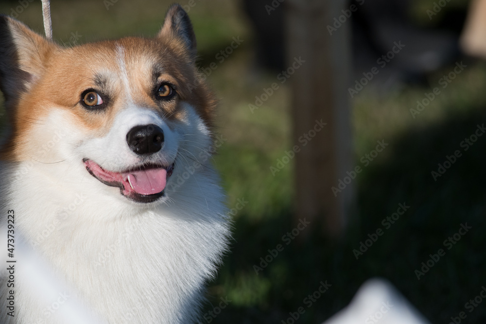 Pembroke Welsh Corgi close up on face Pembroke Welsh Corgi close up on face