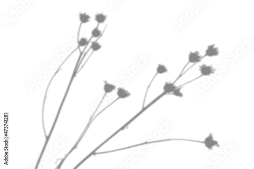 Summer background from the shadow of a sprig of field grass on a white wall. White and black for photo or mockup