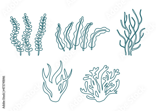 Set of different underwater sea plant, seaweed and algae contour. Edible seaweed and leaves. Plants of aquarium. Vector contour illustration