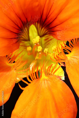 Orange nasturtium flower macro photo
