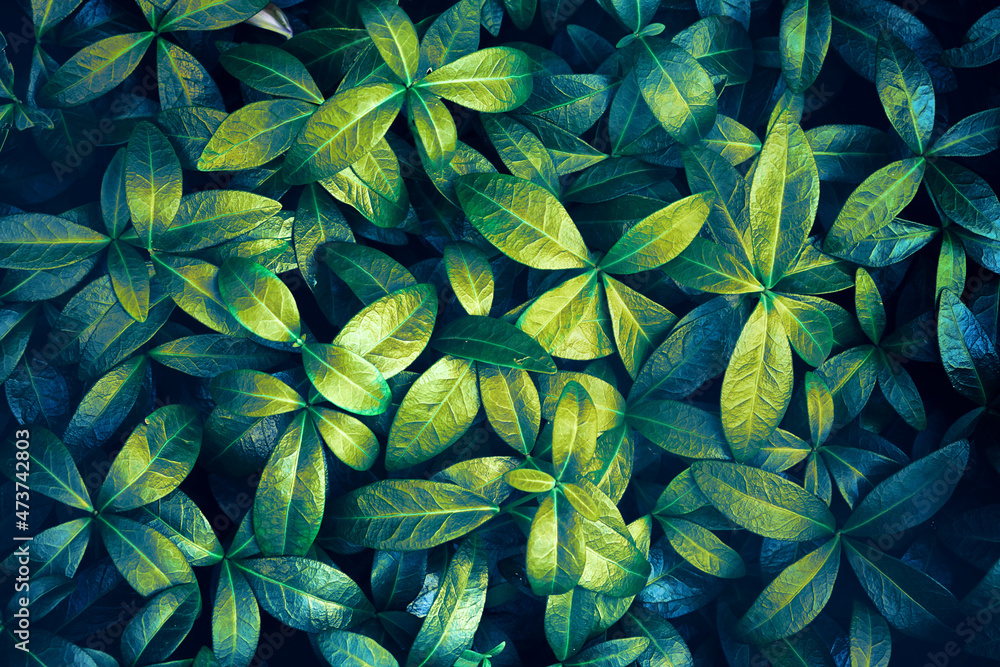 Beautiful natural macro texture green leaves in nature, yellow, emerald tones.