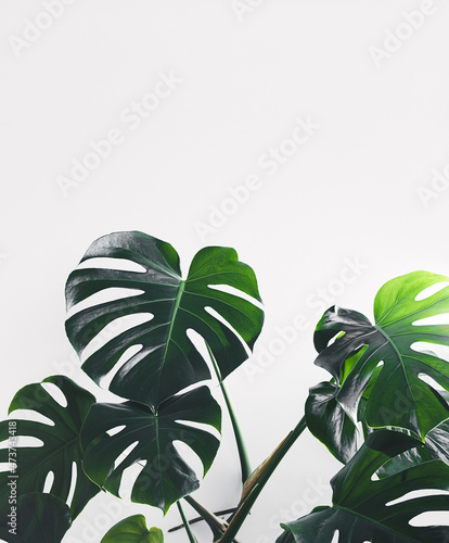 Wallpaper Mural Monstera deliciosa or Swiss cheese plant green leaves on the white background Torontodigital.ca