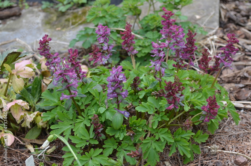 Spring blooming plant, scientific name Corydalis cava Spring blooming plant, scientific name Corydalis cava
