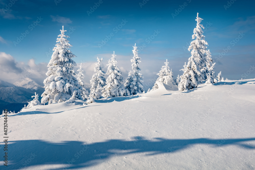 White fir trees on the pot of Carpathian mountains, Ukraine, Europe. Christmas greeting postcard with snowy mountain forest. Beauty of nature concept background. White fir trees on the pot of Carpathian mountains, Ukraine, Europe. Christmas greeting postcard with snowy mountain forest. Beauty of nature concept background.