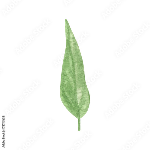 Hand drawn boho green leaf. Watercolor illustration leaves for wedding decoration and arrangements.