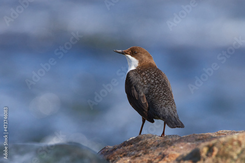 Wasseramsel (Cinclus cinclus) an der Spree bei der Futtersuche