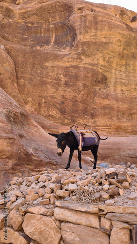 Donkey in the desert in Petra  Jordan  Lost City  Seven Wonders of the World
