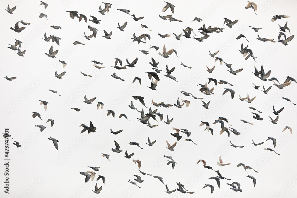 Birds flying in the sky - obrazy, fototapety, plakaty 