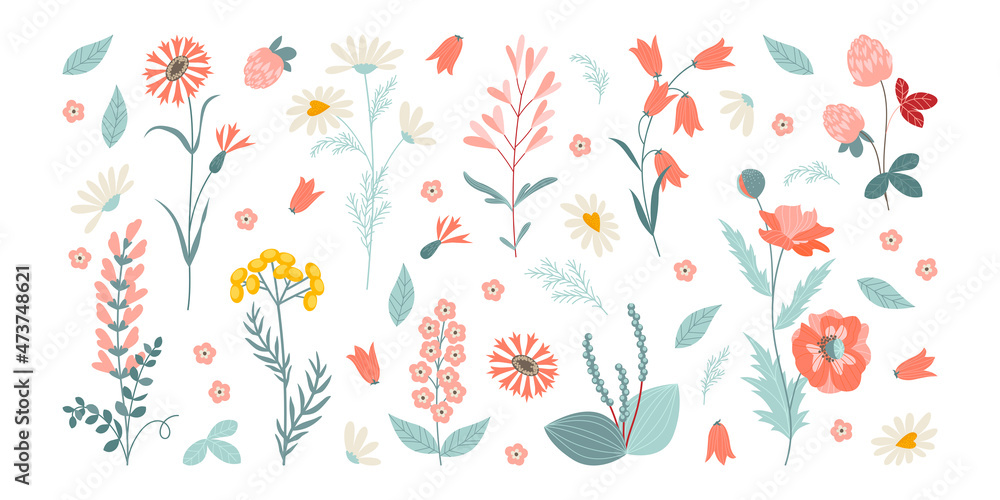 Set of vector illustrations of wildflowers and plants