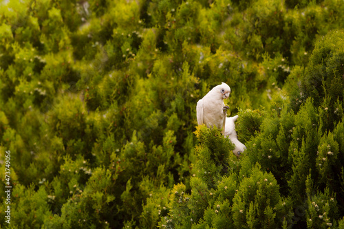 The little corella (bare-eyed cockatoo) eating fruit on a tree. Australia. photo