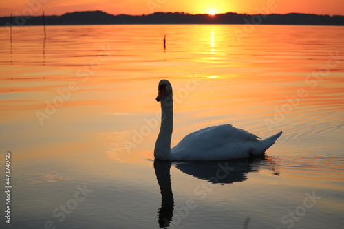 白鳥　Swan
