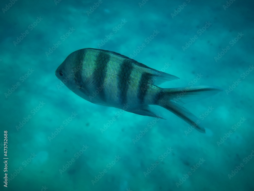 Naklejka premium Sharm El Sheikh, Egipto