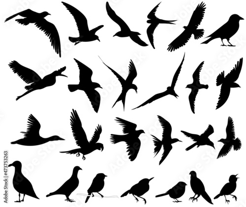 bird silhouette set on white background, isolated, vector