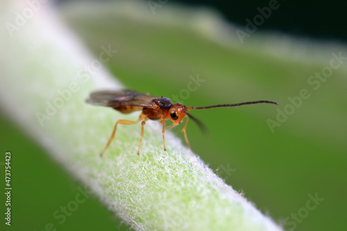 Bee insects in the wild, North China