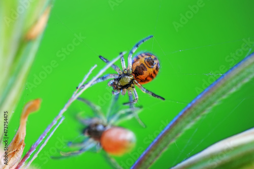 Spiders in the wild, North China