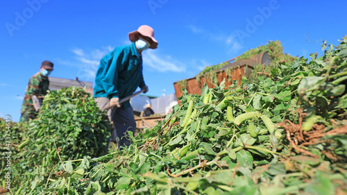 farmers use agricultural machinery to thresh peas on a farm, North China.