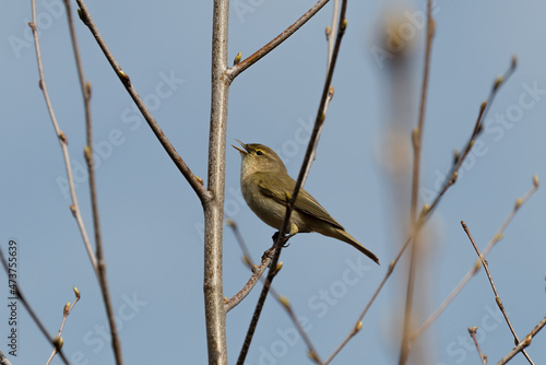 Wallpaper Mural Common chiffchaff (Phylloscopus collybita) bird sings on a branch in the forest, little bird, loud singing, birds singing Torontodigital.ca