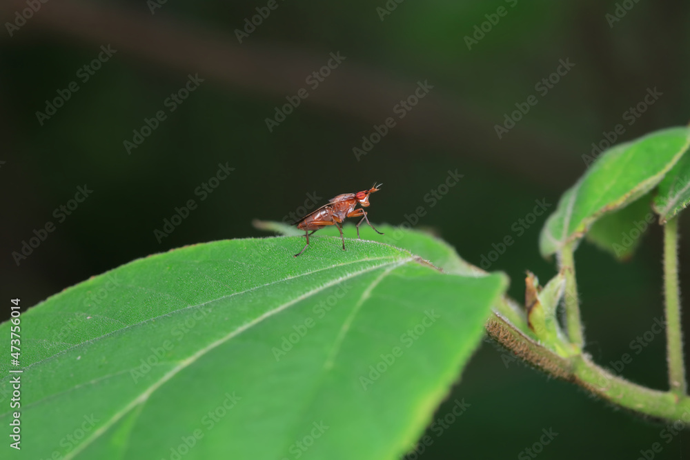 Flies on wild plants, North China Flies on wild plants, North China