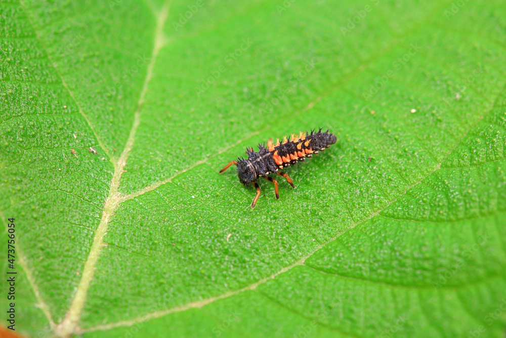 Ladybugs on wild plants, North China Ladybugs on wild plants, North China