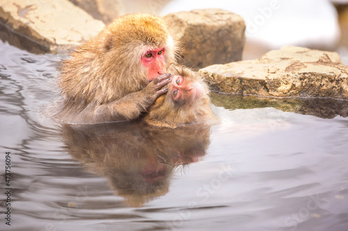 Snow monkey bathe in hot spring