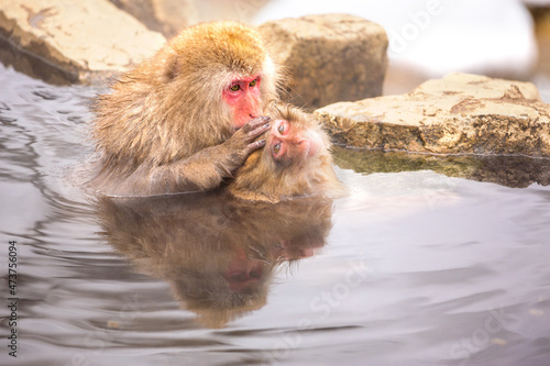 Snow monkey bathe in hot spring photo