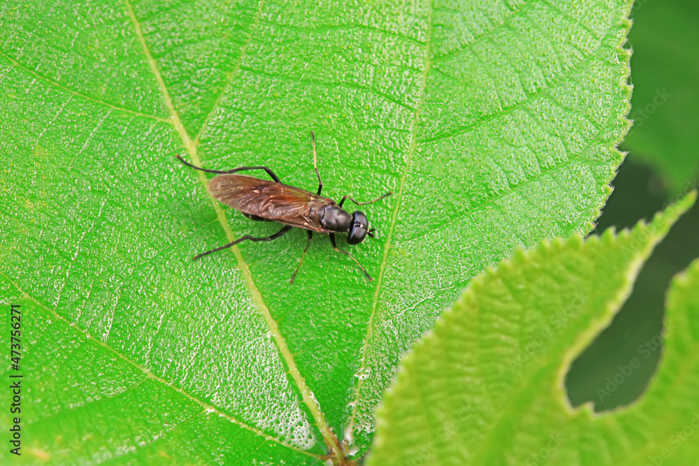 Gadfly on wild plants, North China Gadfly on wild plants, North China