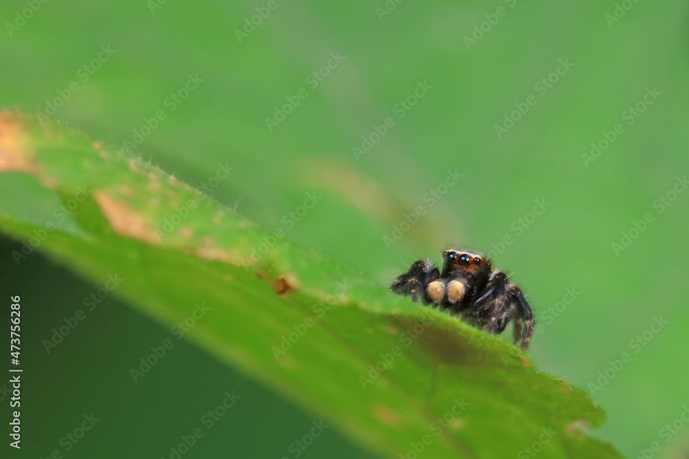 Spiders in the wild, North China Spiders in the wild, North China