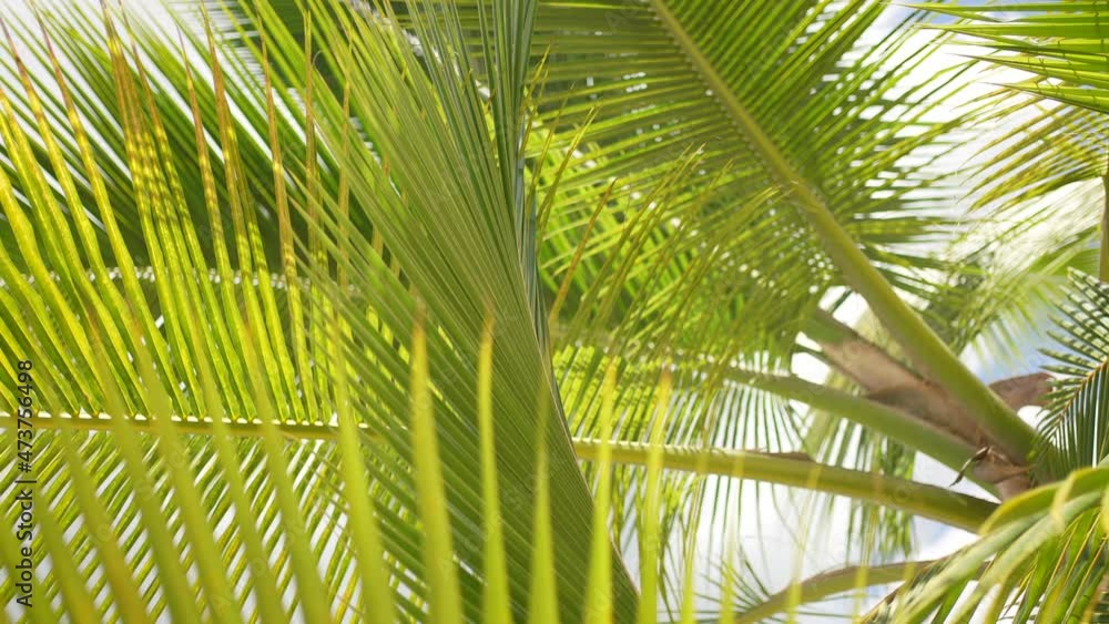 Green Palm trees with beautiful sunbeam glimmering through green leaves in Asia, Thailand. Ecosystem and environmental concepts, vintage retro style. Green Palm trees with beautiful sunbeam glimmering through green leaves in Asia, Thailand. Ecosystem and environmental concepts, vintage retro style.