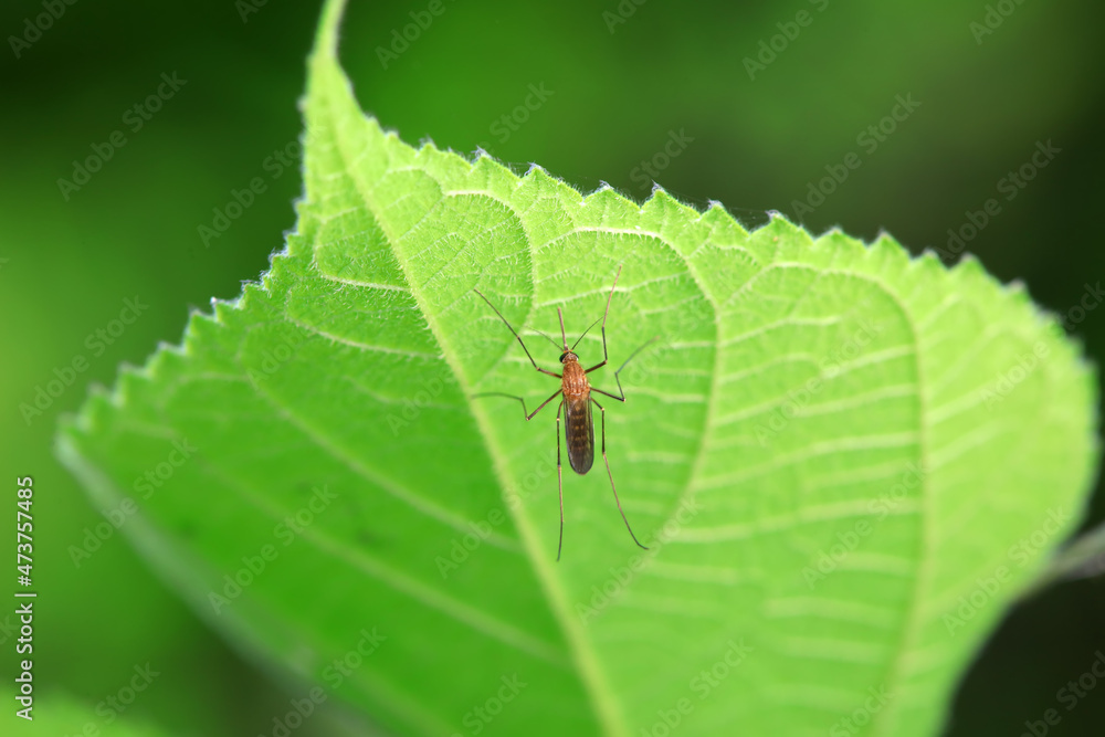 mosquito insect in the wild, North China mosquito insect in the wild, North China