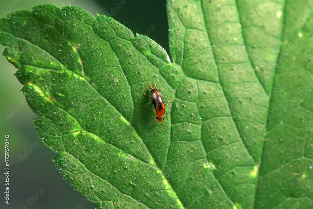 Mordellidae, a small insect on weeds, North China Mordellidae, a small insect on weeds, North China