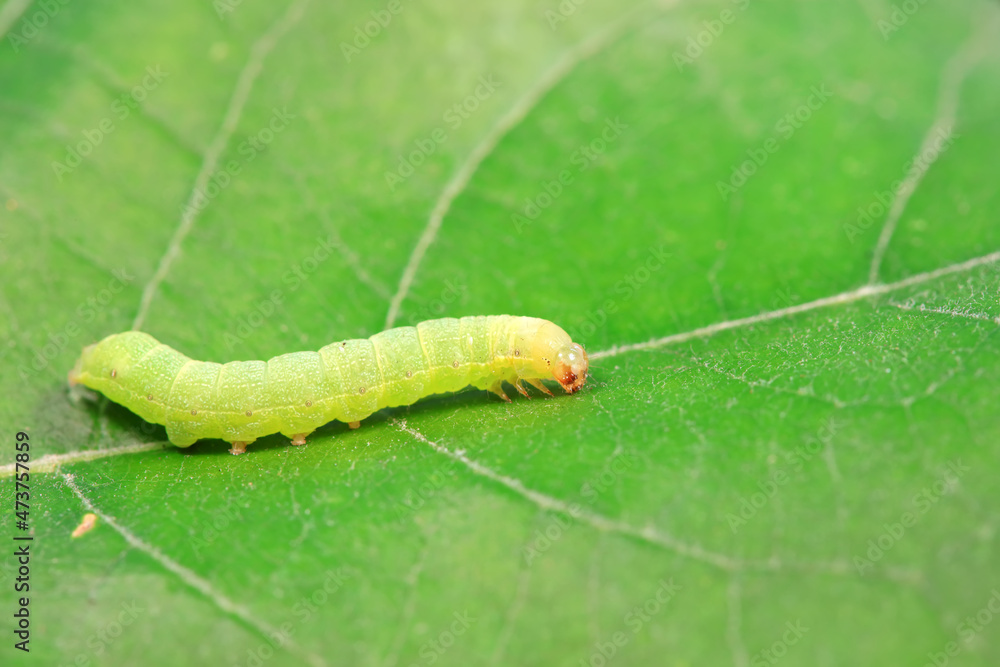 Lepidoptera larvae in the wild, North China Lepidoptera larvae in the wild, North China