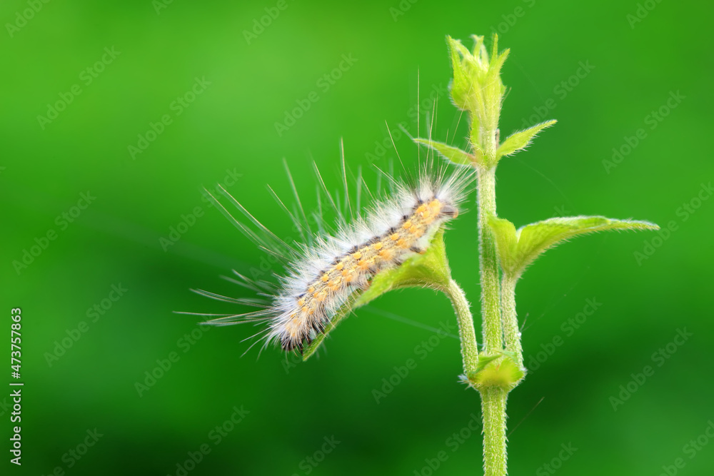 Lepidoptera larvae in the wild, North China Lepidoptera larvae in the wild, North China