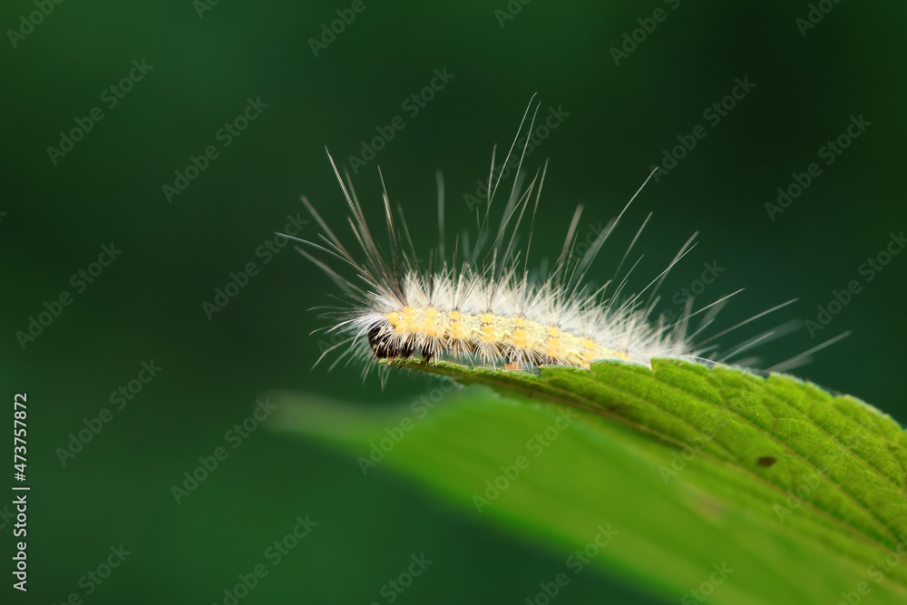 Lepidoptera larvae in the wild, North China Lepidoptera larvae in the wild, North China