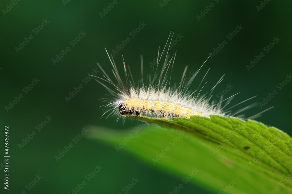 Lepidoptera larvae in the wild, North China