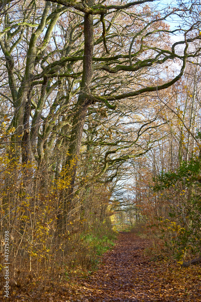 Dekoratives Herbst Panorama mit gefärbtem Laub und riesigen Bäumen sowie einem Weg durch den Wald Dekoratives Herbst Panorama mit gefärbtem Laub und riesigen Bäumen sowie einem Weg durch den Wald