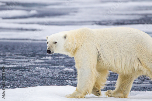 A curious male polar bear walks along the ice edge in the Arctic seas 