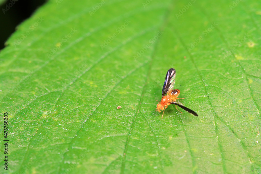 Flies on wild plants, North China