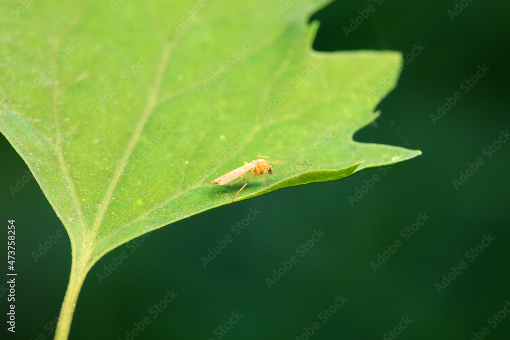 mosquito insect in the wild, North China mosquito insect in the wild, North China