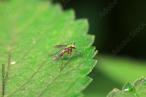 Gadfly on wild plants, North China © zhang yongxin