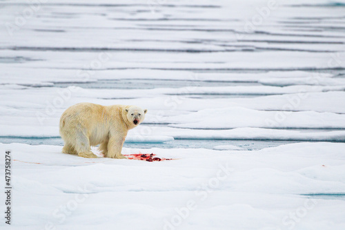 A curious male polar bear walks along the ice edge in the Arctic seas 