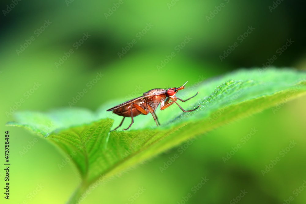 Flies on wild plants, North China Flies on wild plants, North China