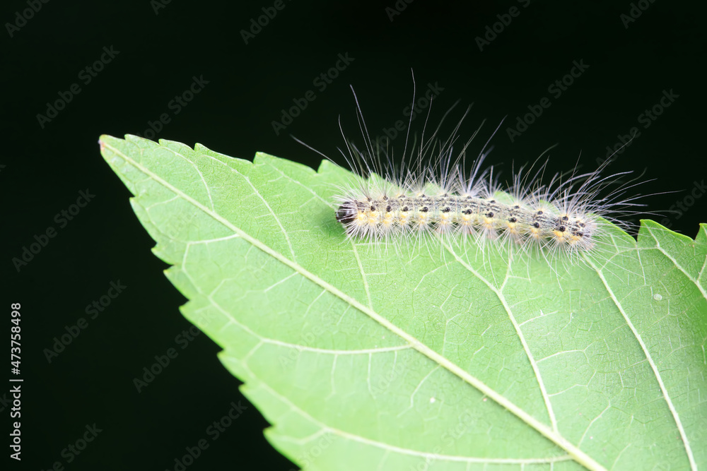 Lepidoptera larvae in the wild, North China Lepidoptera larvae in the wild, North China